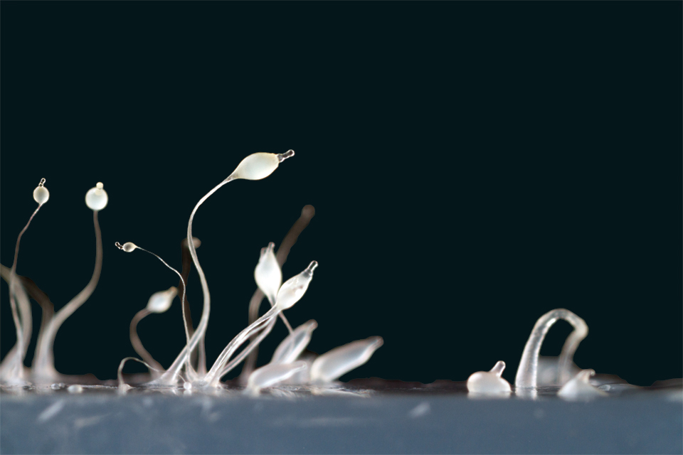 social-cells_Credit-Alex Wild.jpg